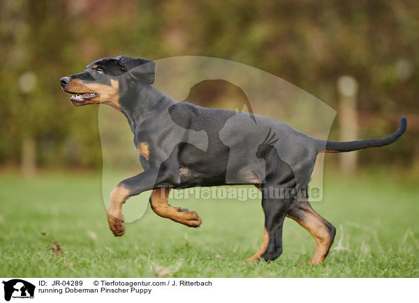running Doberman Pinscher Puppy / JR-04289