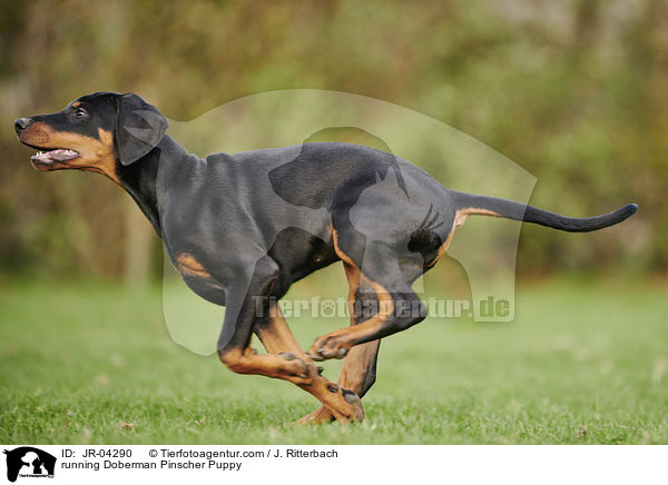 running Doberman Pinscher Puppy / JR-04290