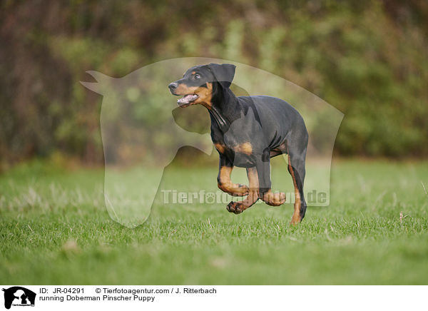 running Doberman Pinscher Puppy / JR-04291