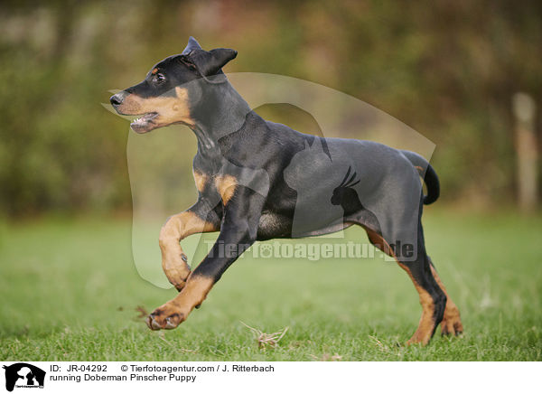 running Doberman Pinscher Puppy / JR-04292