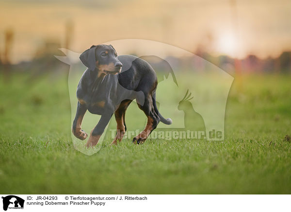 running Doberman Pinscher Puppy / JR-04293