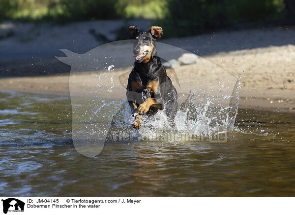 Doberman Pinscher in the water / JM-04145