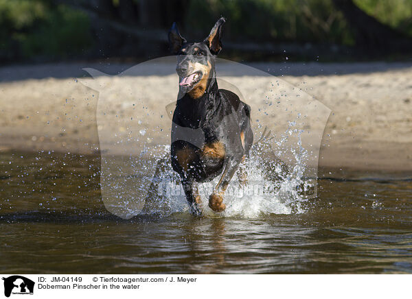 Doberman Pinscher in the water / JM-04149