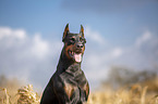 cropped and docked male Doberman pinscher
