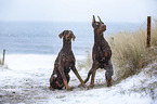 Dobermans in winter on the Baltic Sea