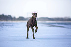 Doberman Pinscher runs on the baltic sea beach