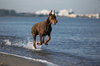 Doberman Pinscher runs on the baltic sea beach