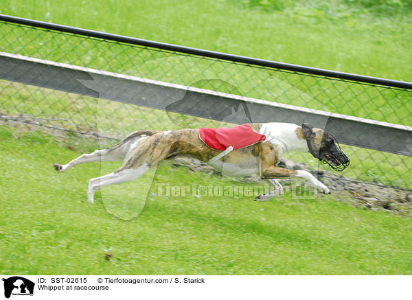 Whippet at racecourse / SST-02615