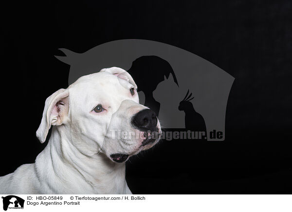 Dogo Argentino Portrait / HBO-05849