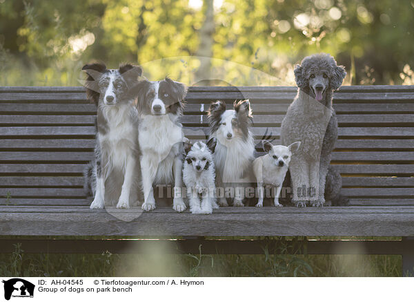 Group of dogs on park bench / AH-04545