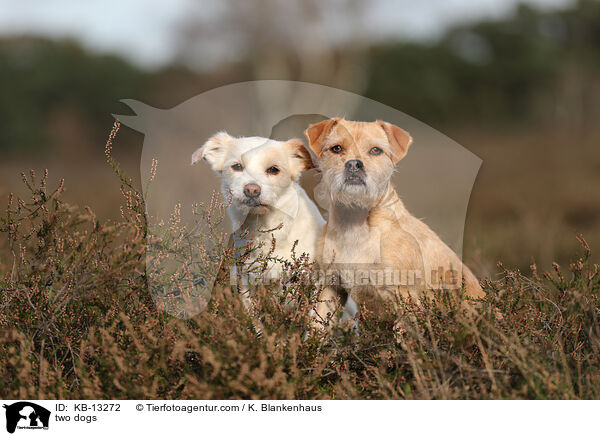 two dogs / KB-13272