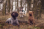 three dogs in the forest