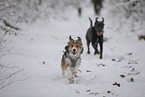 dogs running through the snow