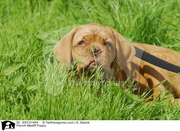 French Mastiff Puppy / SST-01494