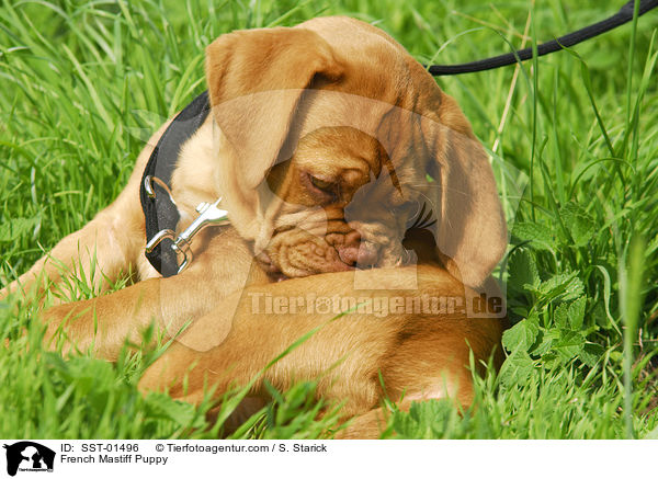 French Mastiff Puppy / SST-01496