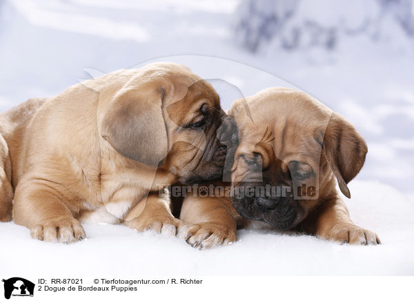 2 Dogue de Bordeaux Puppies / RR-87021