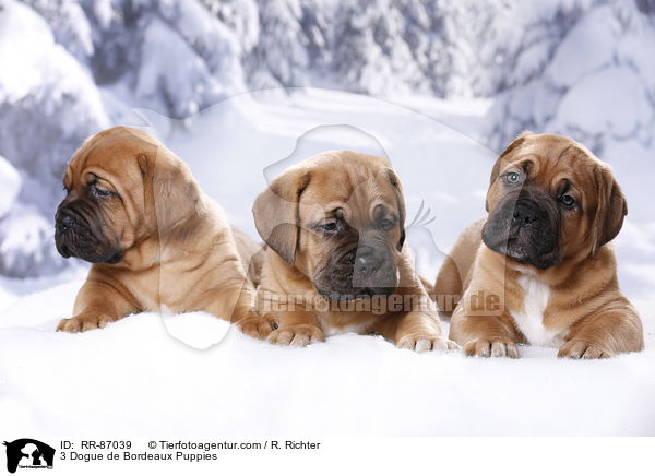 3 Dogue de Bordeaux Puppies / RR-87039