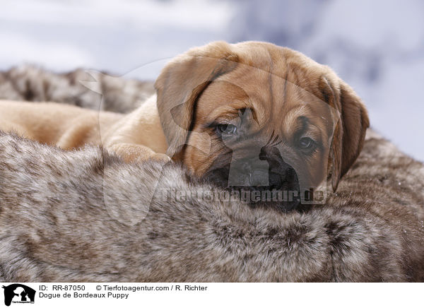 Dogue de Bordeaux Puppy / RR-87050