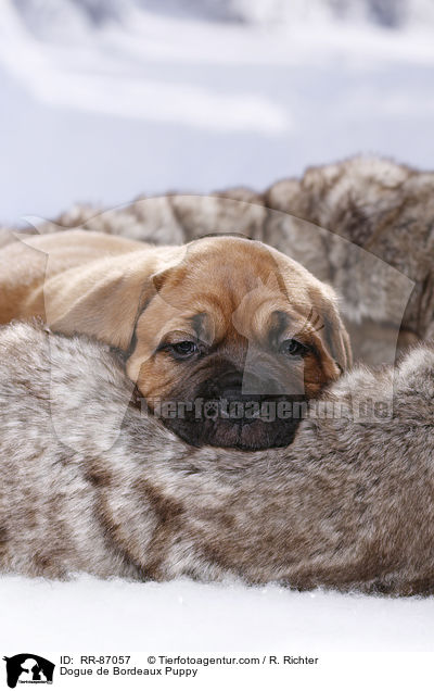 Dogue de Bordeaux Puppy / RR-87057