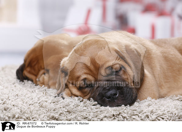 Dogue de Bordeaux Puppy / RR-87072