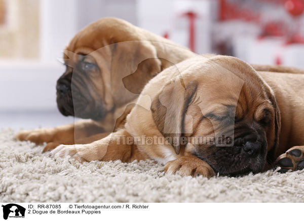 2 Dogue de Bordeaux Puppies / RR-87085