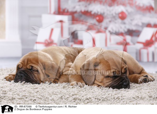 2 Dogue de Bordeaux Puppies / RR-87088