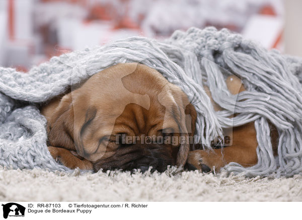 Dogue de Bordeaux Puppy / RR-87103