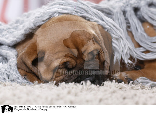 Dogue de Bordeaux Puppy / RR-87105