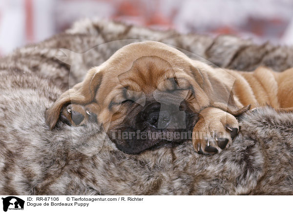 Dogue de Bordeaux Puppy / RR-87106