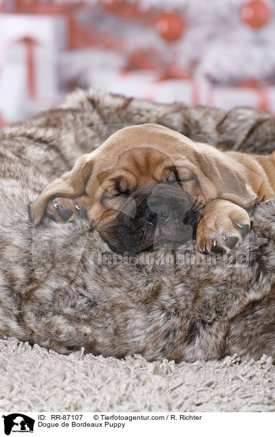 Dogue de Bordeaux Puppy / RR-87107
