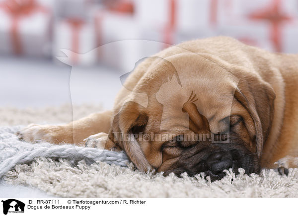 Dogue de Bordeaux Puppy / RR-87111