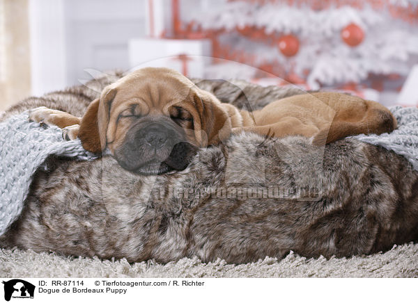 Dogue de Bordeaux Puppy / RR-87114