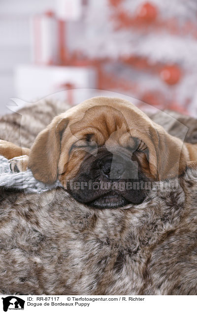 Dogue de Bordeaux Puppy / RR-87117