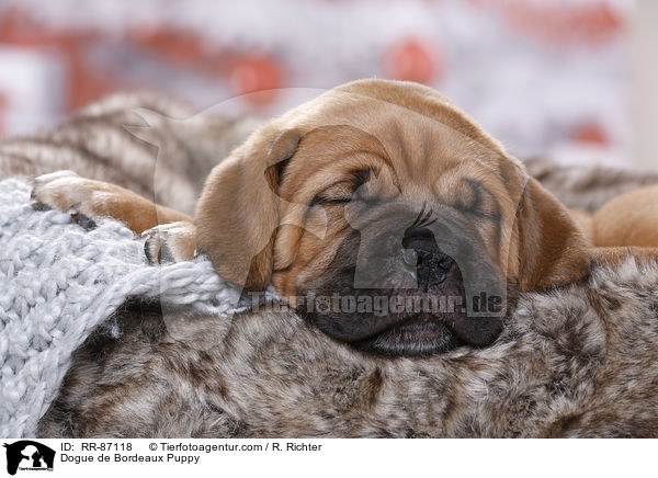 Dogue de Bordeaux Puppy / RR-87118