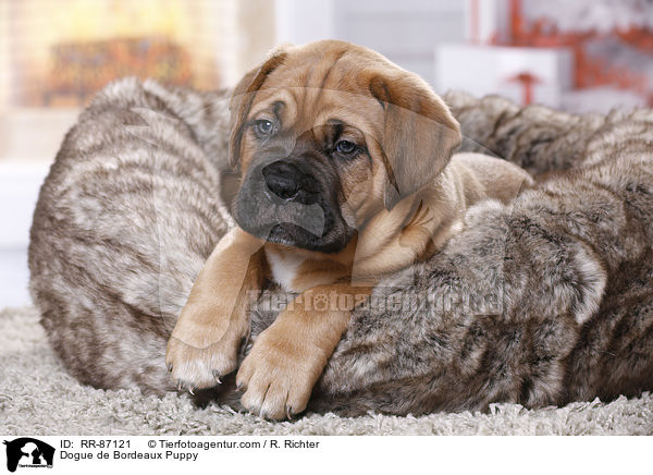 Dogue de Bordeaux Puppy / RR-87121