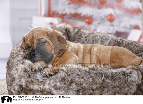 Dogue de Bordeaux Puppy / RR-87132