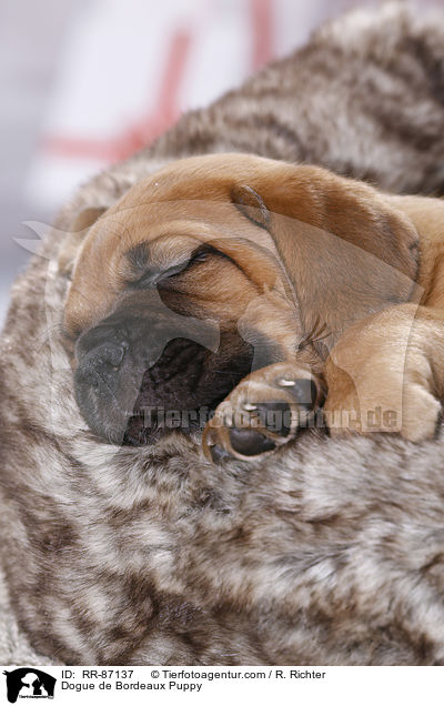 Dogue de Bordeaux Puppy / RR-87137