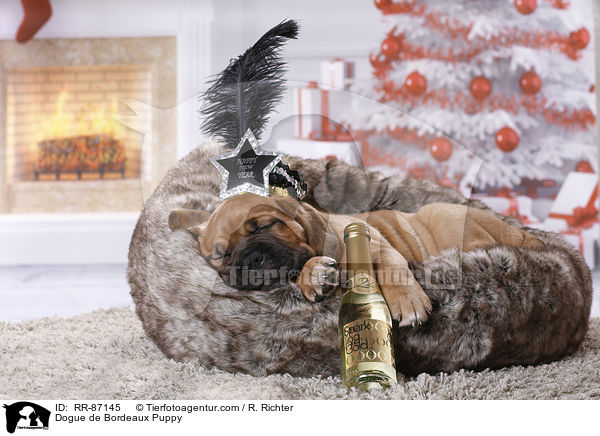 Dogue de Bordeaux Puppy / RR-87145