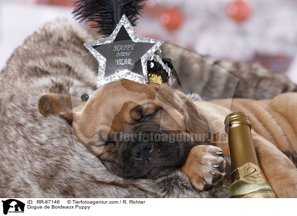 Dogue de Bordeaux Puppy / RR-87146