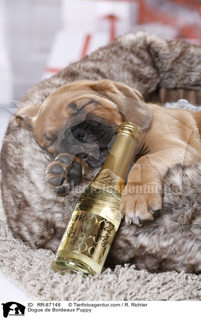 Dogue de Bordeaux Puppy / RR-87148