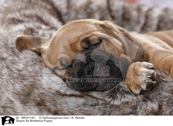 Dogue de Bordeaux Puppy / RR-87150