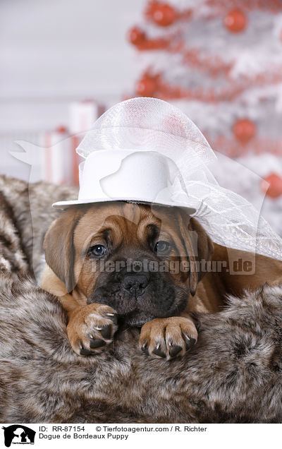 Dogue de Bordeaux Puppy / RR-87154