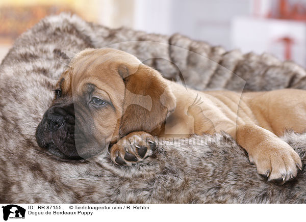 Dogue de Bordeaux Puppy / RR-87155
