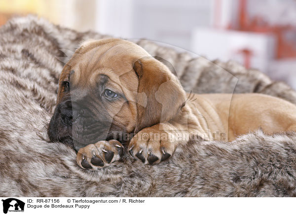 Dogue de Bordeaux Puppy / RR-87156