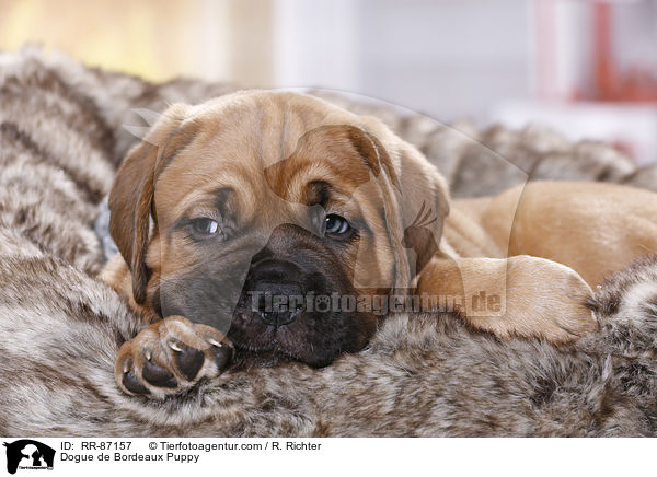 Dogue de Bordeaux Puppy / RR-87157