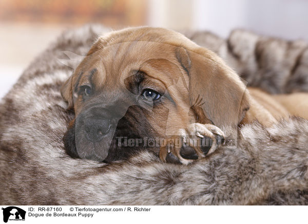 Dogue de Bordeaux Puppy / RR-87160