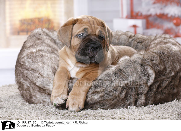 Dogue de Bordeaux Puppy / RR-87165