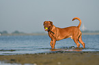 Dogue de Bordeaux in the water
