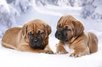 2 Dogue de Bordeaux Puppies