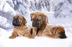 3 Dogue de Bordeaux Puppies